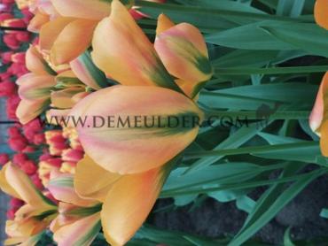 Tulipa Orange Marmalade 12/+ (x250)