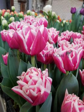 Tulipa Lets Dance 12/+ (x250)