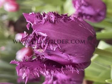 Tulipa Purple Jaws 12/+ (x250)