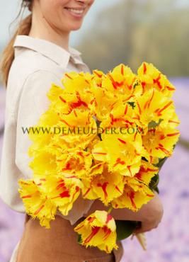 Tulipa Party Clown 12/+ (x250)