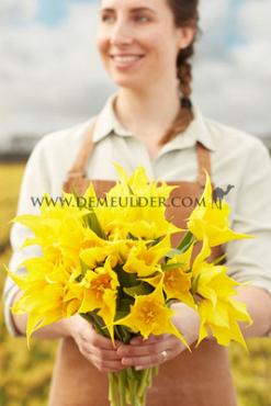 Tulipa La Perla 12/+ (x250)