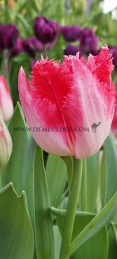 Tulipa Sweet Paradise 12/+ (x250)