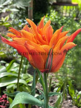 Tulipa Campbell 12/+ (x250)