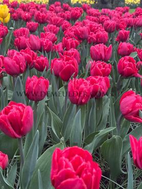Tulipa Red Foxtrot 12/+ (x250)