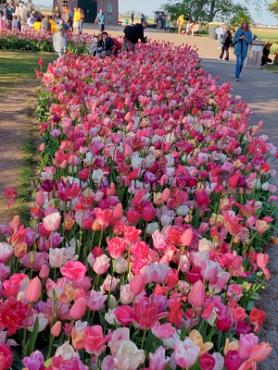 Tulipa Keukenhof Pink Mixed 12/+ (x250)
