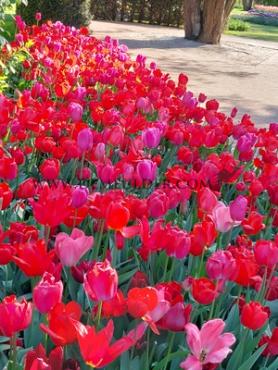 Tulipa Keukenhof Red Mixed 12/+ (x250)
