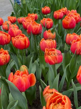 Tulipa Cadans 12/+ (x250)