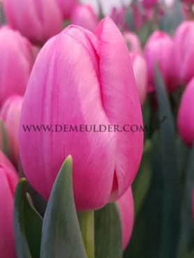 Tulipa Sisi 12/+ (x250)