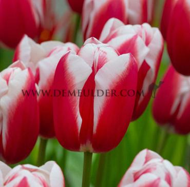 Tulipa Aomori 12/+ (x250)