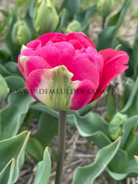 Tulipa Glamour Girl 12/+ (x250)
