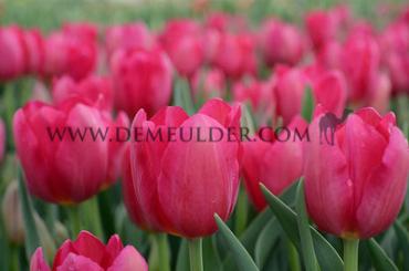 Tulipa La Romaine 12/+ (x250)
