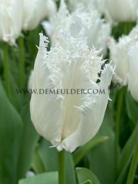Tulipa Noordeinde 12/+ (x250)