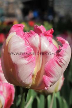 Tulipa Power Parrot 12/+ (x250)