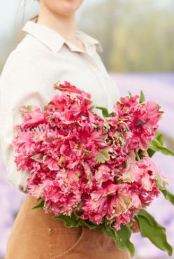 Tulipa Power Parrot 12/+ (x250)