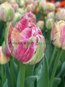 Tulipa Sprinkle Dip® 12/+ (x250)
