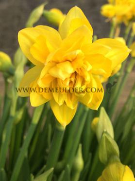 Narcisses Tete Boucle Double Z11/12 (x250)