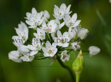 Allium Cowanii 4/+ (x250)