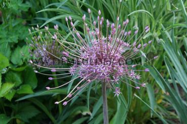 Allium Schubertii 12/14 (x250)