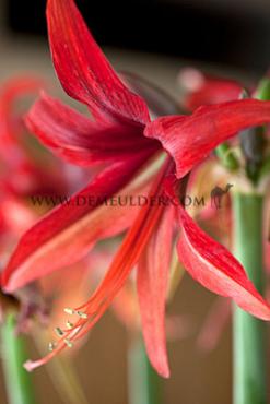 Amaryllis Bogota 28/30 (x10)