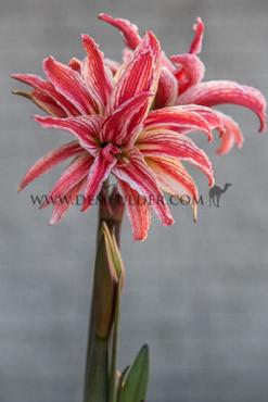 Amaryllis Doublet 34/36 (x10)