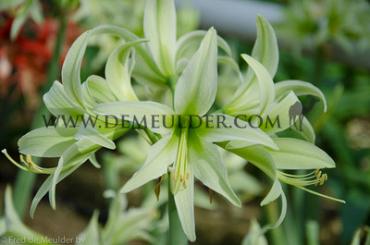 Amaryllis Evergreen 30/32 (x10)