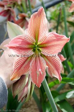 Amaryllis Exotic Star 28/30 (x10)