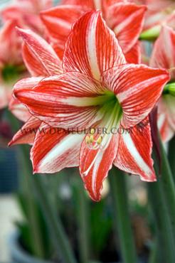 Amaryllis Fairytale 28/30 (x10)