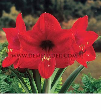 Amaryllis Floris Hekker 32/34 (x10)