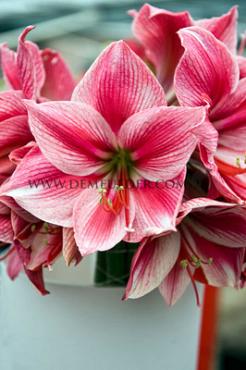 Amaryllis Gervase 30/32 (x10)