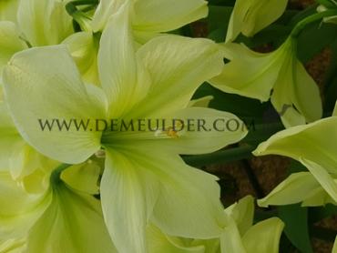 Amaryllis Lemon Star 30/32 (x10)