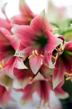 Amaryllis Misty 28/30 (x10)