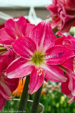 Amaryllis Neon 30/32 (x10)