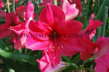 Amaryllis Pink Rival 30/32 (x10)