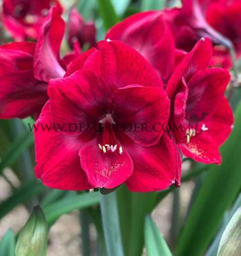 Amaryllis Premiere 30/32 (x10)