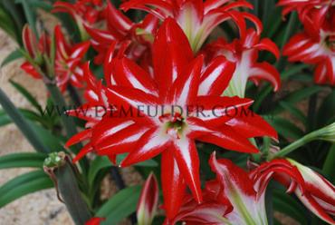 Amaryllis Splash 30/32 (x10)