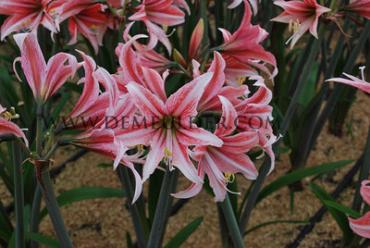 Amaryllis Sweet Lilian 28/30 (x10)