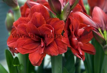 Amaryllis Velvet Nymph 30/32 (x10)