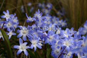 Chionodoxa Forbesii Blue Giant 5/+ (x250)