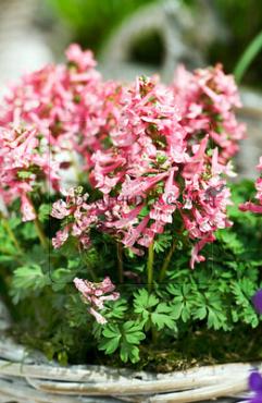 Corydalis Solida 5/+ (x 250)