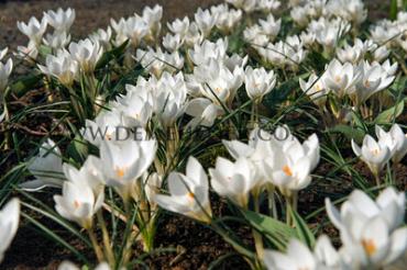 Crocus Miss Vain 6/+ (x250)