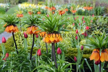 Fritillaria Sunset 20/22 (x25)