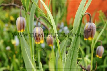Fritillaria Uva-Vulpis 7/+ (x250)