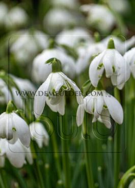 Galanthus Nivalis Flora Pleno 5/6 (x250)