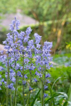 Hyacinthoides Hispanica Blauw 8/10 (x250)