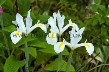 Iris Alaska 8/9 (x250)