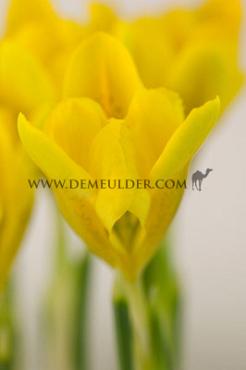 Iris Danfordiae 6/+ (x250)