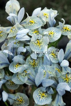 Iris Katharine Hodgkin 6/+ (x250)