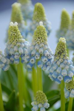 Muscari Mountain Lady 7/8 (x250)