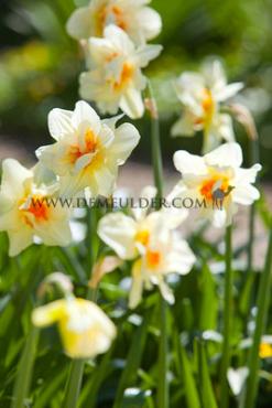 Narcissus Double Fashion 14/16 (x250)
