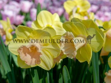 Lorikeet 14/16 (x250)